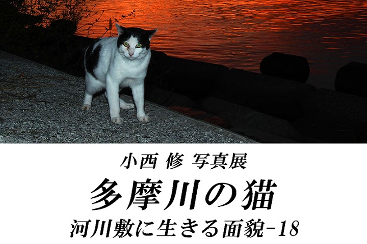 多摩川の猫