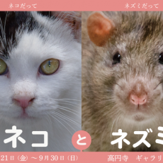 9月個展のご案内(高円寺)