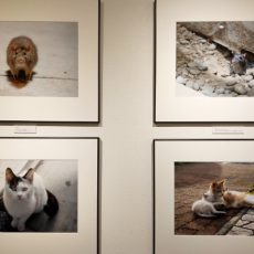 原啓義写真展『ネコとネズミ』 原啓義写真展『ネコとネズミ』