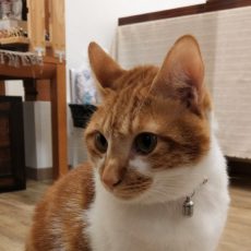 年末年始のお知らせ 年末年始のお知らせ
