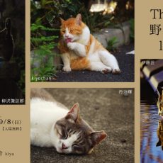 That’s 野良猫 life