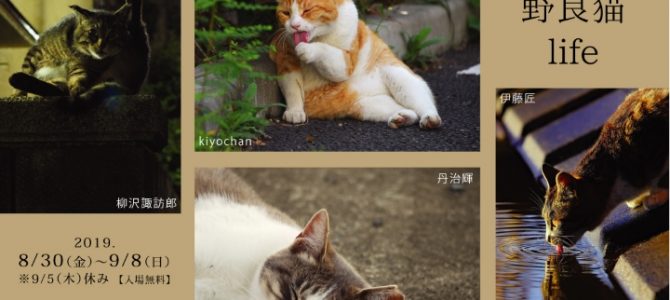 That’s 野良猫 life