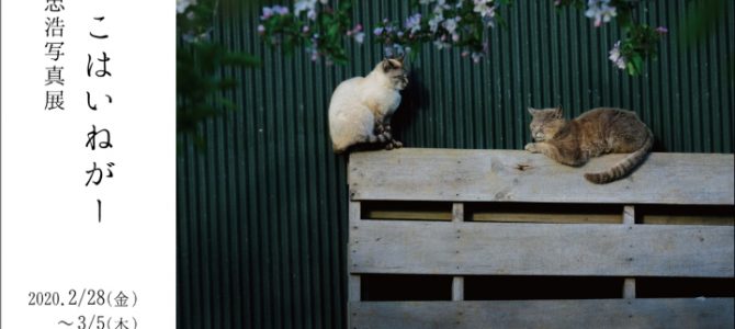 猫っこはいねがー