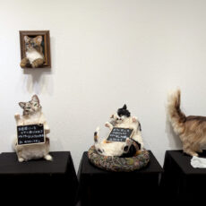 乃澤叶子展『新 猫進化論』