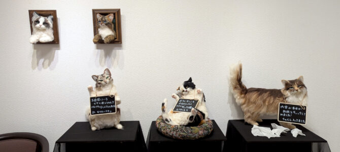 乃澤叶子展『新 猫進化論』 乃澤叶子展『新 猫進化論』